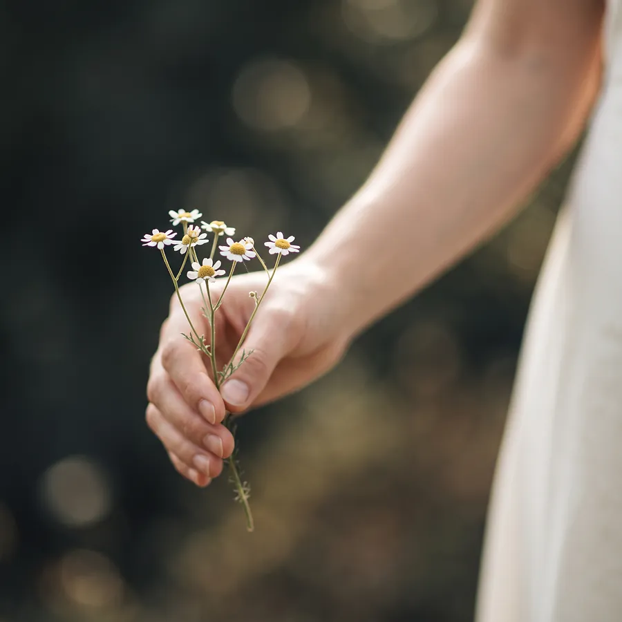 A hand holding small white wildflowers